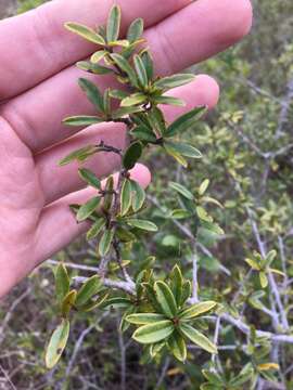 Слика од Ilex myrtifolia Lam.