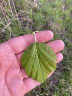 Image de Crataegus mollis (Torr. & Gray) Scheele