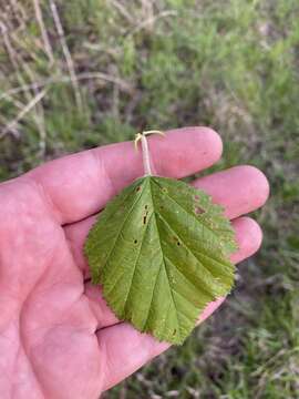 Image de Crataegus mollis (Torr. & Gray) Scheele