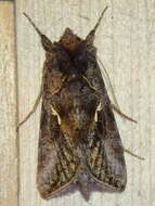 Image de Autographa precationis Guenée 1852