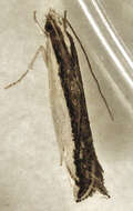 Image de Erechthias chionodira Meyrick 1880