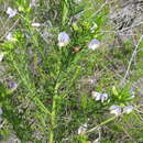 Image of Psoralea triflora Thunb.