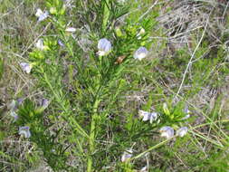 Psoralea triflora Thunb. resmi