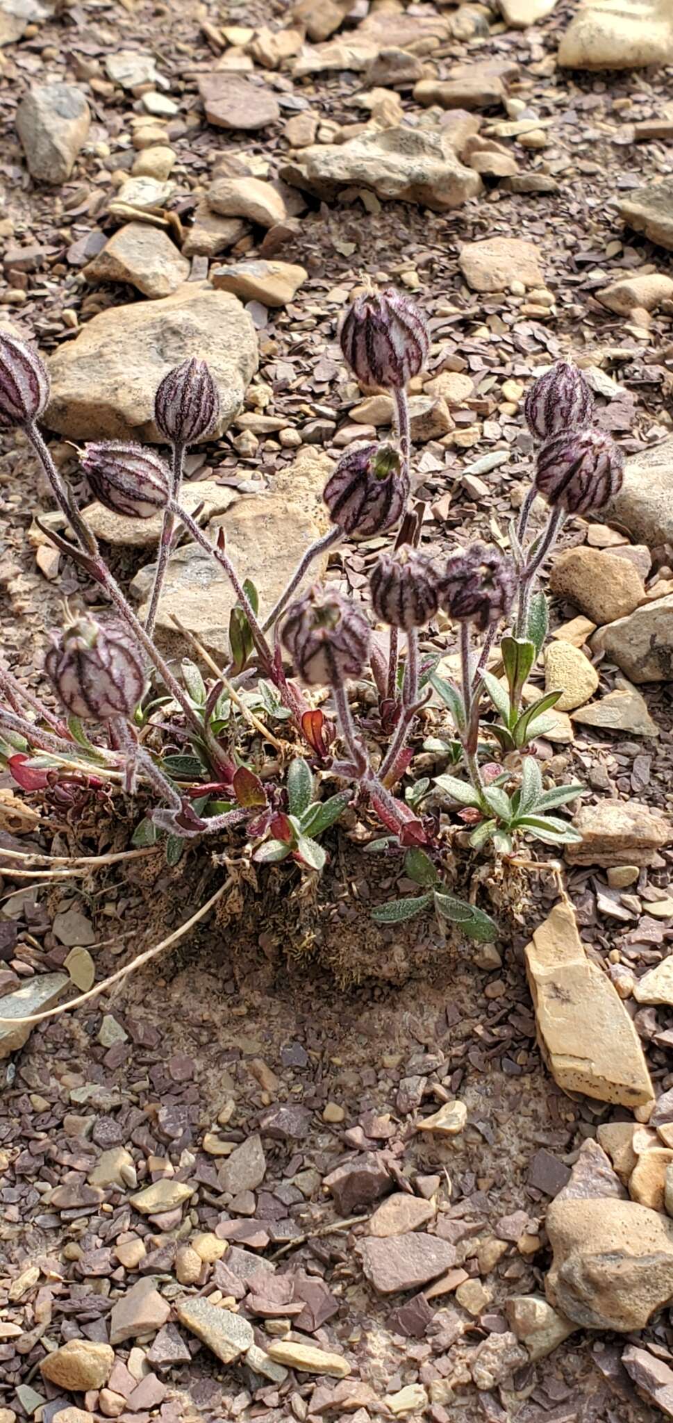 Image of apetalous catchfly