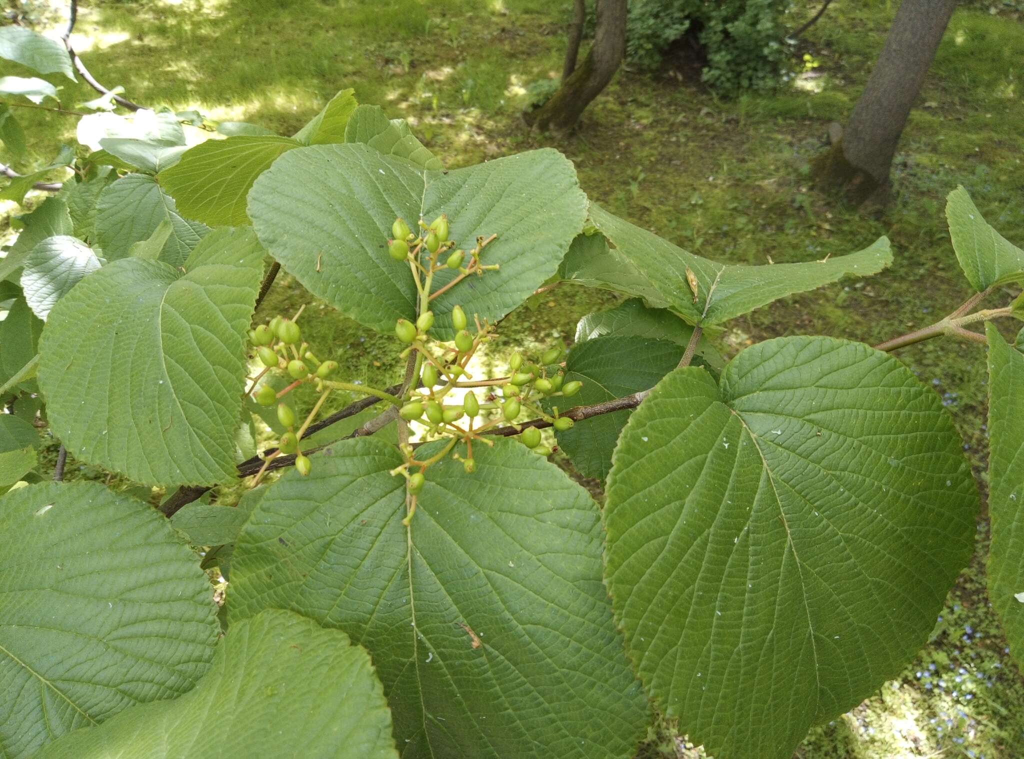 Image de Viburnum furcatum Bl. ex Hook. fil. & Thoms.