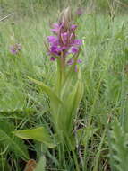 Image of Dactylorhiza elata subsp. sesquipedalis (Willd.) Soó