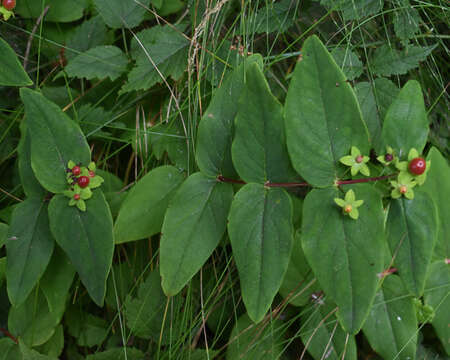 صورة Hypericum androsaemum L.