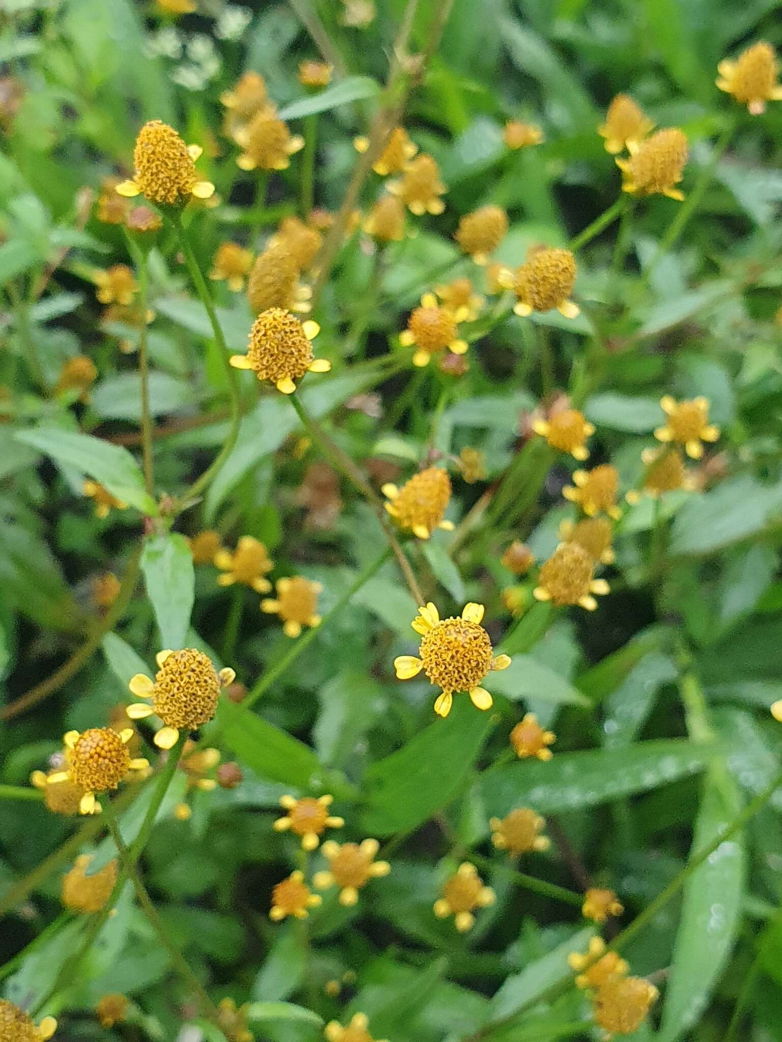 沼生金鈕扣的圖片