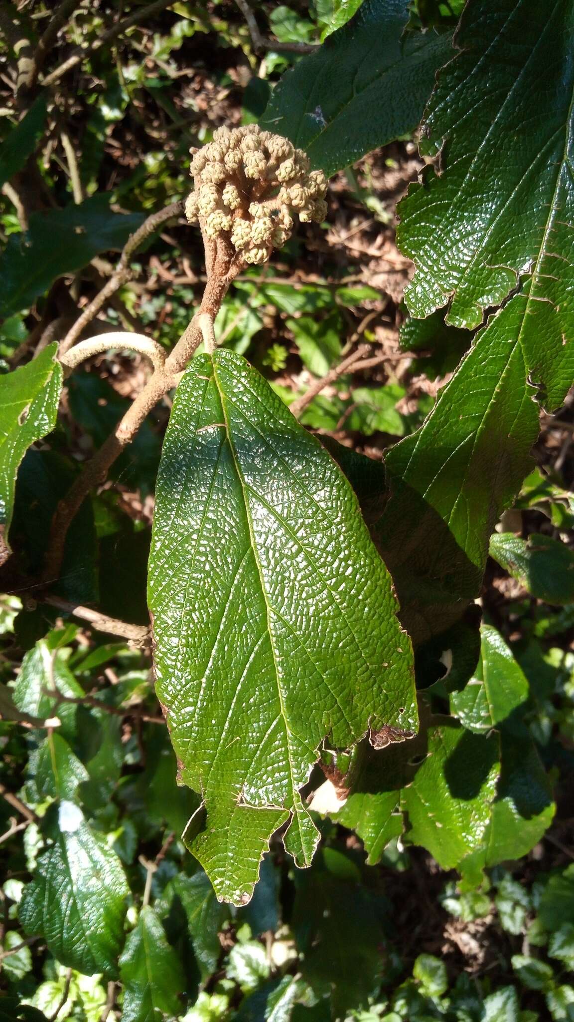 Image of Leatherleaf Viburnum