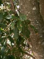 Image of Terminalia australis Cambess.