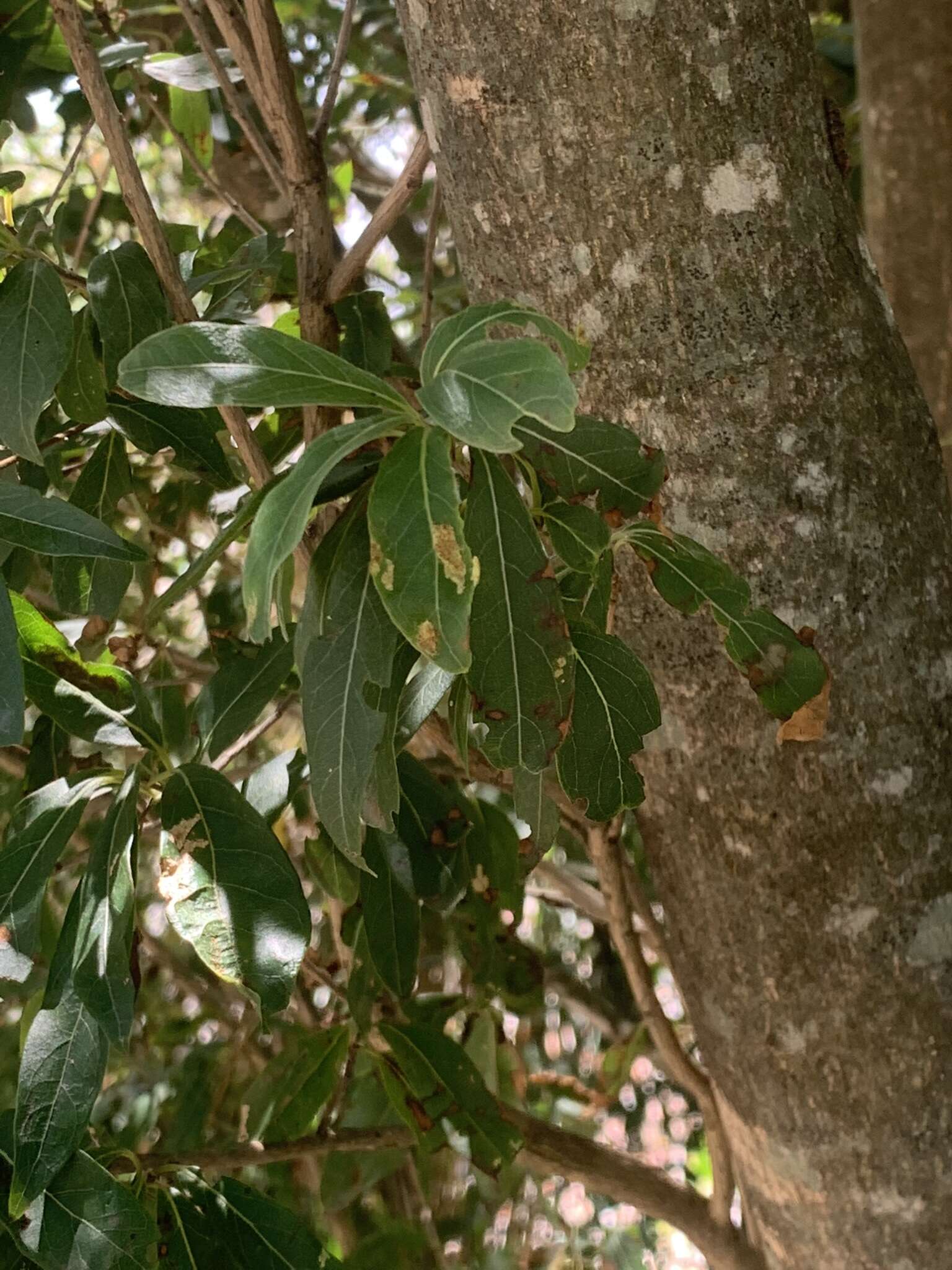 Image of Terminalia australis Cambess.