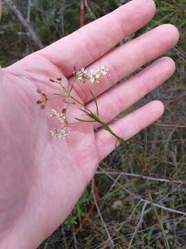 Imagem de Platysace linearifolia (Cav.) C. Norman