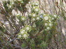 Image of Leucadendron singulare I. Williams