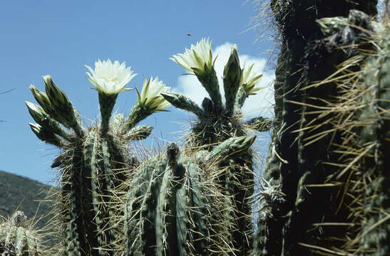 Image of Trichocereus tacaquirensis