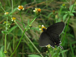 صورة Parides bunichus (Hübner 1821)