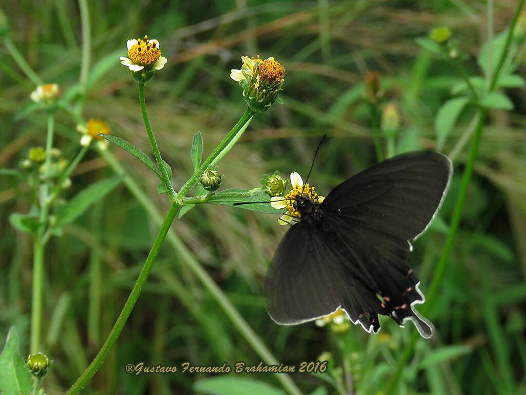 صورة Parides bunichus (Hübner 1821)