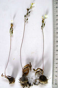 Image of Ornithogalum hispidum subsp. hispidum