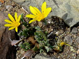 Image of Gazania lichtensteinii Less.