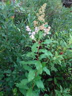 صورة Spiraea alba var. latifolia (Aiton) H. E. Ahles