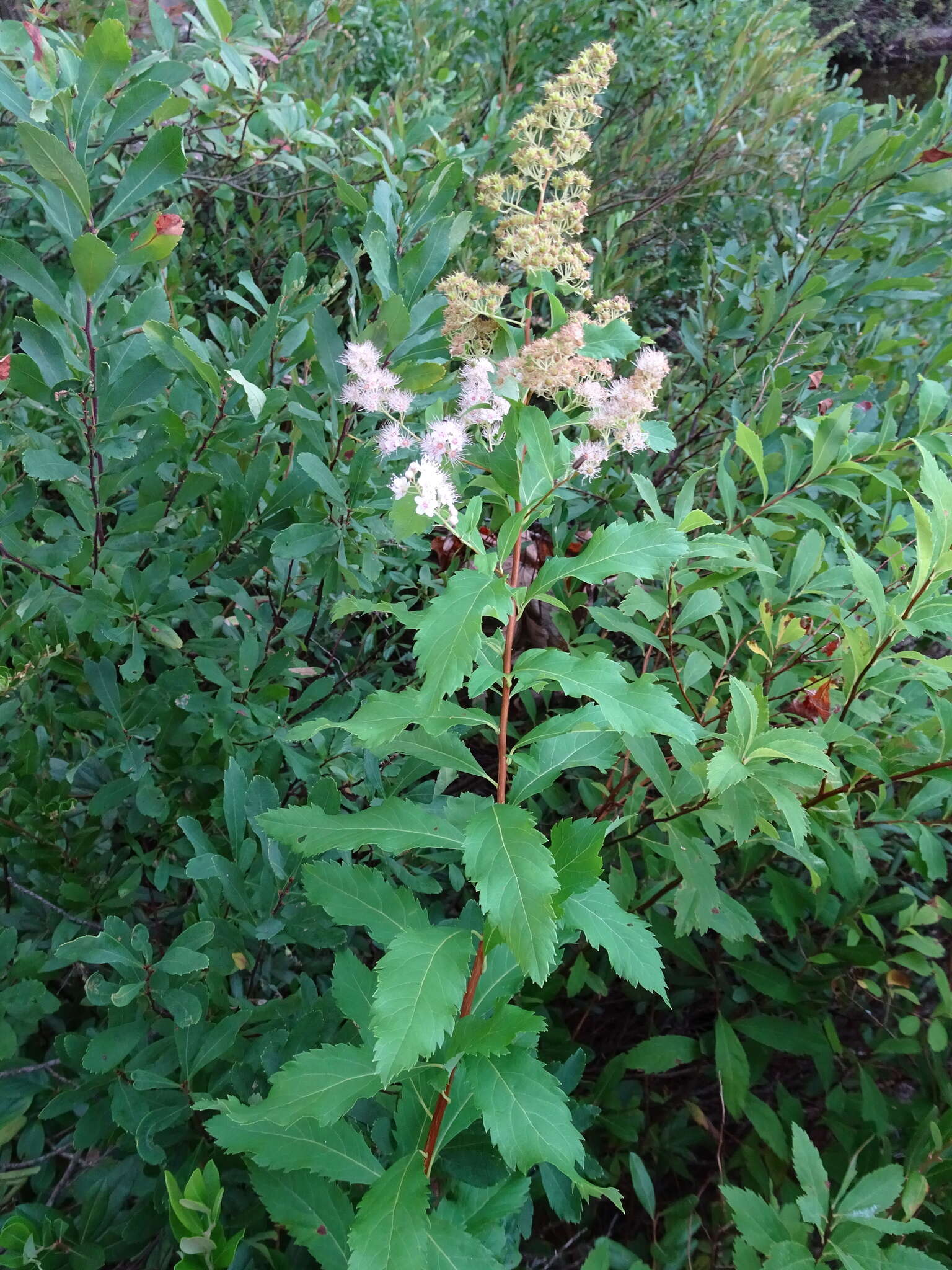 Imagem de Spiraea alba var. latifolia (Aiton) H. E. Ahles