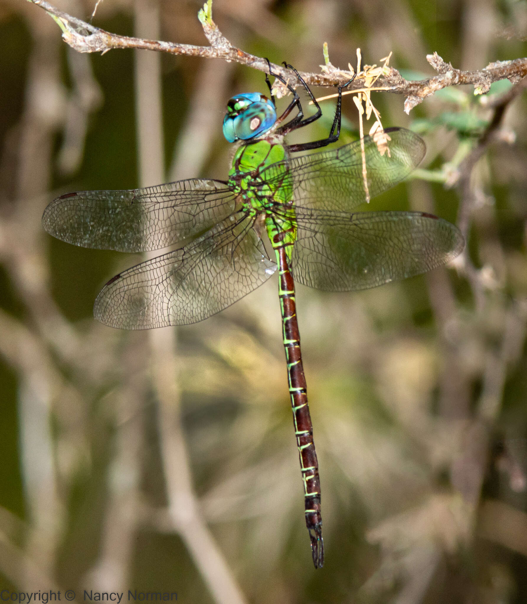 Image of Blue-faced Darner