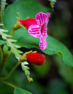 Image of Kohleria huilensis Arango-Gómez, Clavijo & Zuluaga