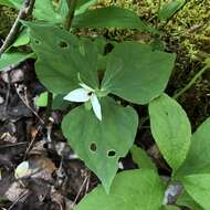 Image of Trillium erectum var. album (Michx.) Pursh