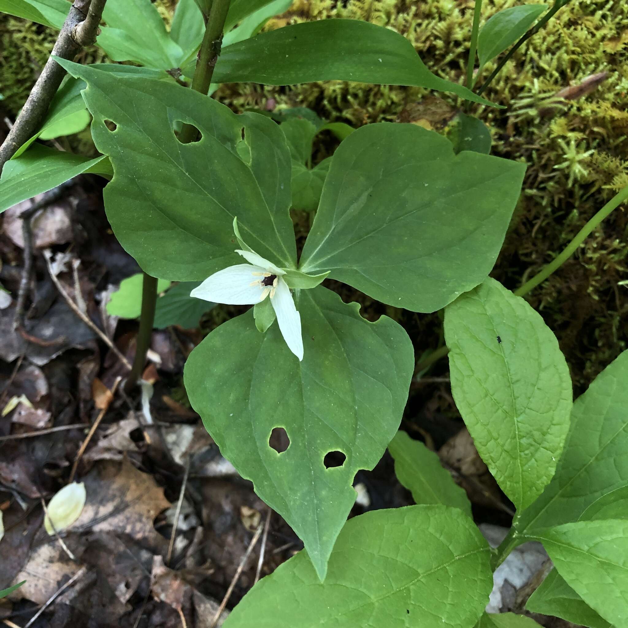 Image of Trillium erectum var. album (Michx.) Pursh