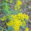 Image of Spring-Flowering Goldenrod