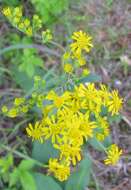 صورة Solidago verna M. A. Curt.