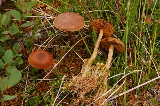 Image of Cortinarius chrysolitus Kauffman 1915