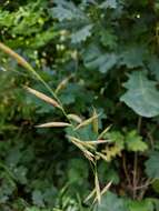 Image of heath false brome