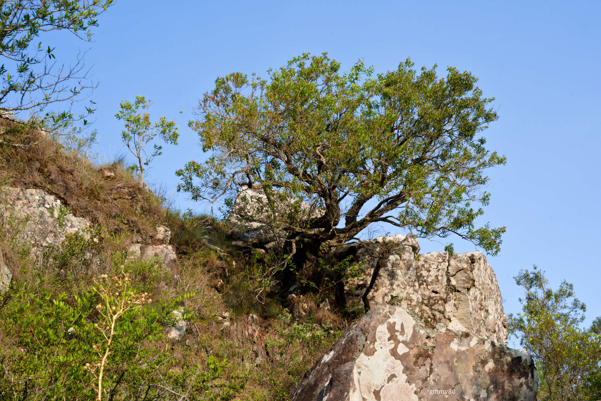 Image of Agarista eucalyptoides (Cham. & Schltdl.) G. Don