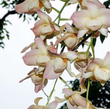 Imagem de Dendrobium moschatum (Banks) Sw.