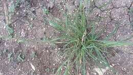 صورة Panicum hallii Vasey