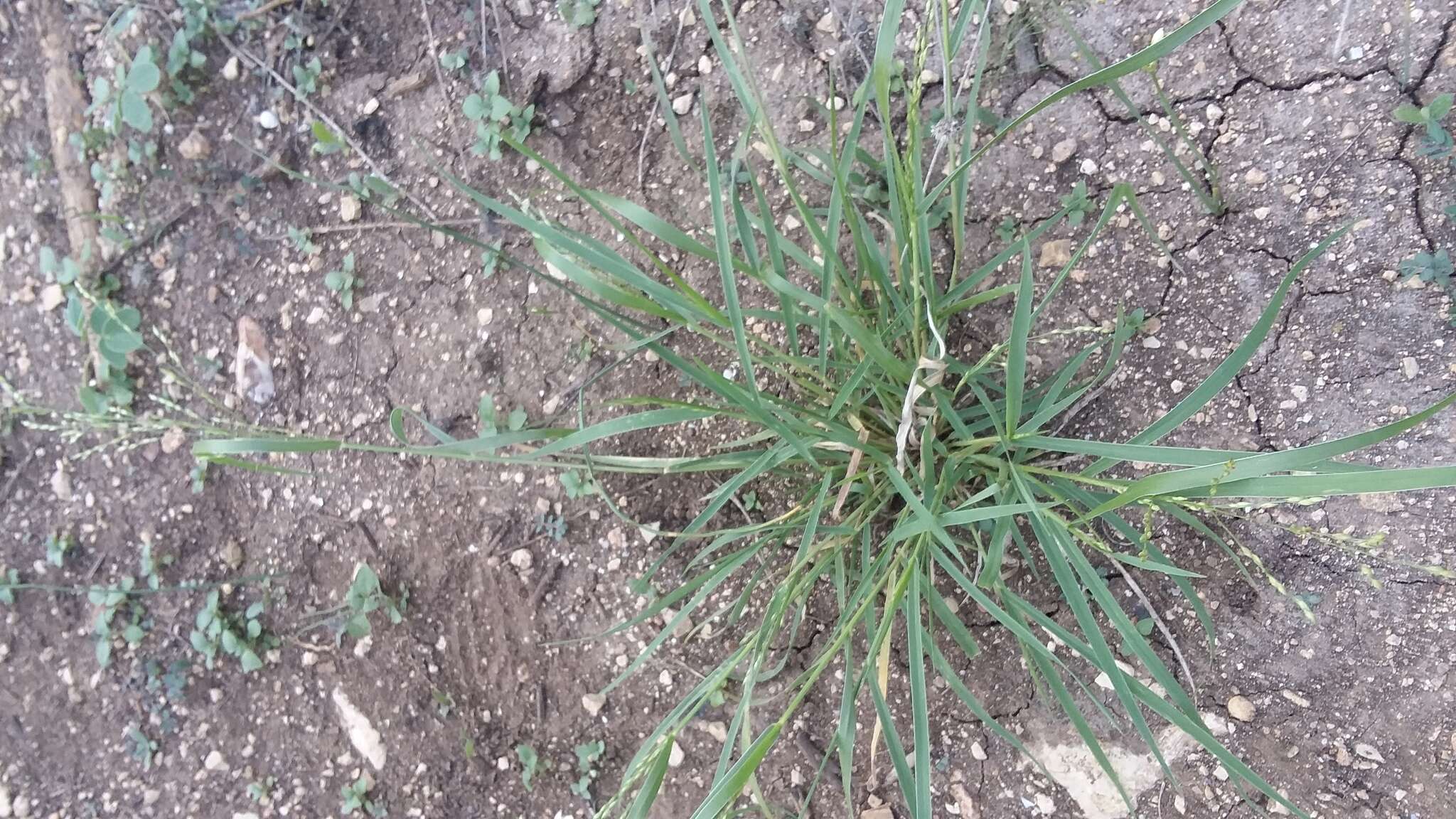 Image of Hall's panicgrass