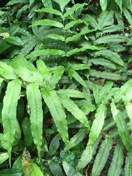 Image of Incised Halberd Fern