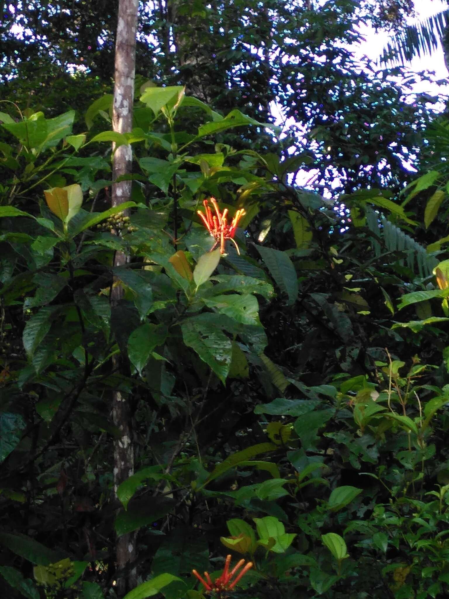 Image of Isertia coccinea (Aubl.) J. F. Gmel.