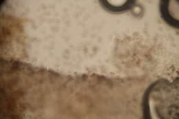 Image de Psathyrella mucrocystis A. H. Sm. 1972