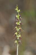 Image of Sharp midge-orchid