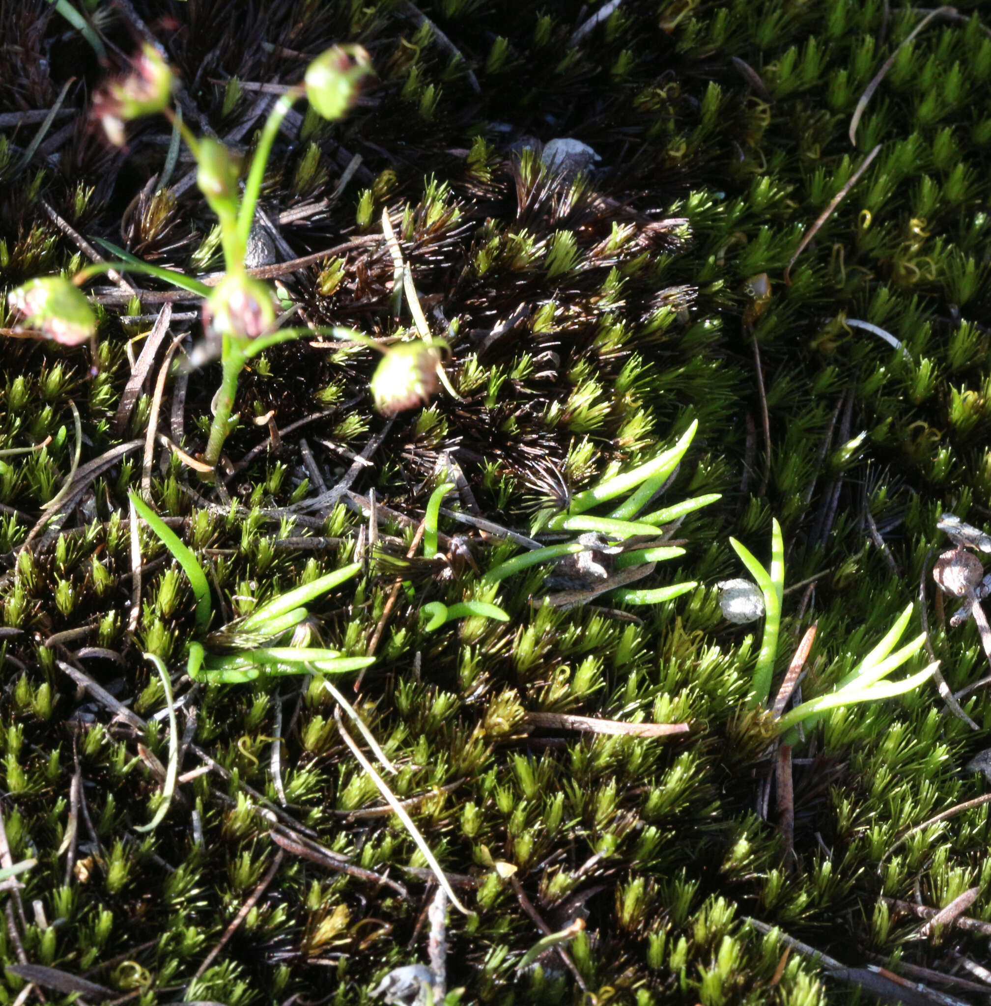 Image of Phylloglossum