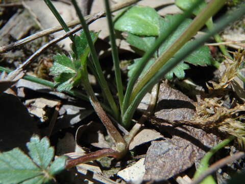 Romulea columnae subsp. assumptionis (Font Quer) O. Bolòs, Vigo, Masalles & Ninot的圖片