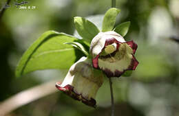 Codonopsis lanceolata (Siebold & Zucc.) Benth. & Hook. fil. ex Trautv. resmi