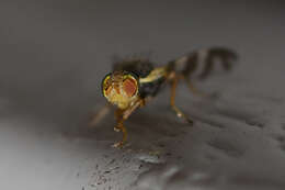 Image of cherry fruit fly