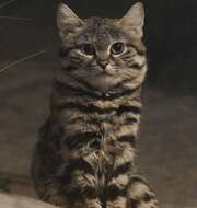 Image of Black-footed Cat