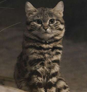 Image of Black-footed Cat