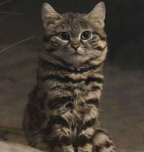 Image of Black-footed Cat