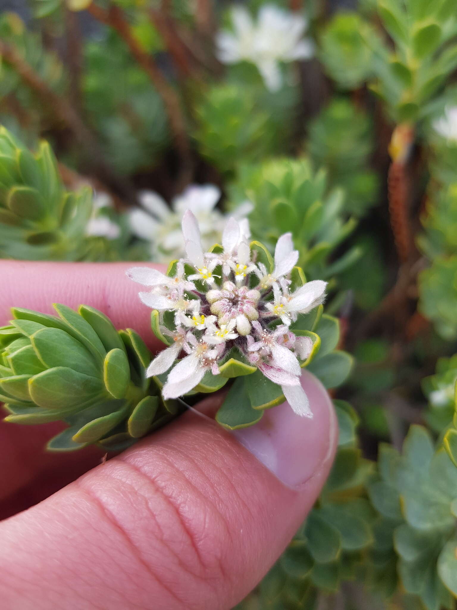 Image of Lachnaea macrantha Meissn.