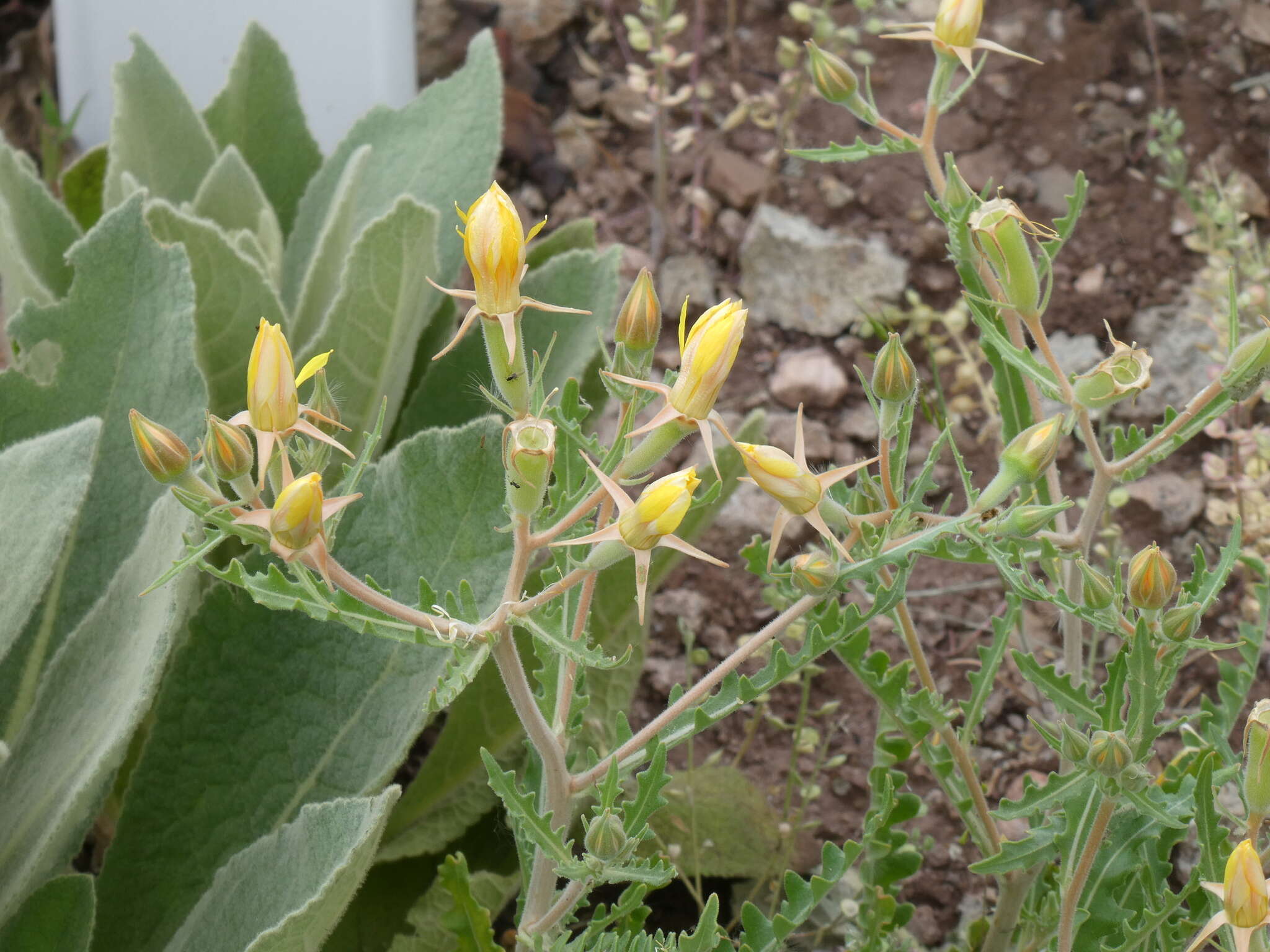 Image of jeweled blazingstar