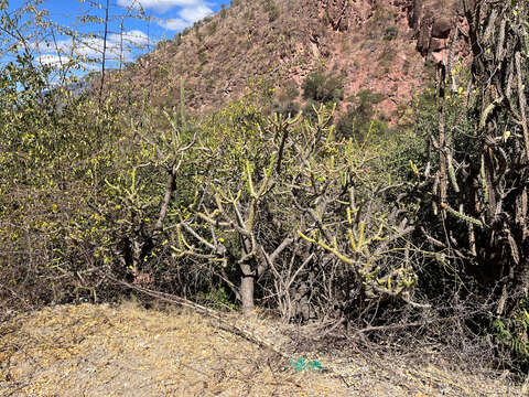 Image of Quiabentia verticillata (Vaupel) Borg